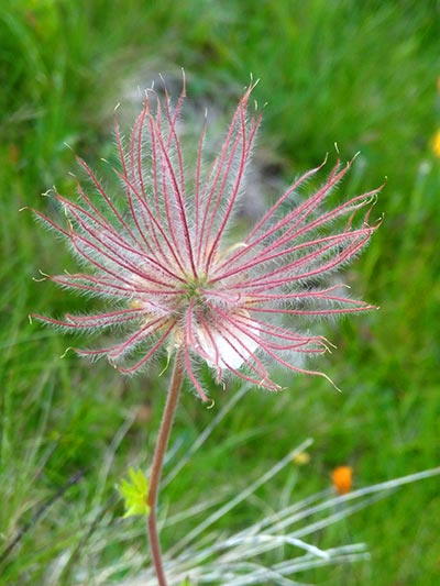 foto-Pflanze-2 Waldweg