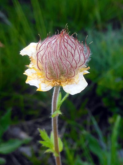 foto-Pflanze-3 Waldweg